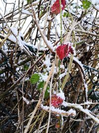 Close-up of frozen plant on tree