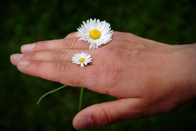 Close-up of white flowers on hand