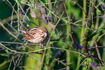 Female reed bunting, emberiza schoeniclus, perched on a bush twig