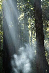 Sunlight streaming through trees in forest