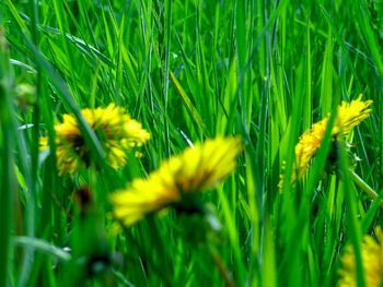 Close-up of yellow flowering plant on field