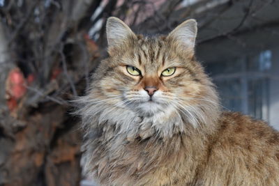 Close-up portrait of cat