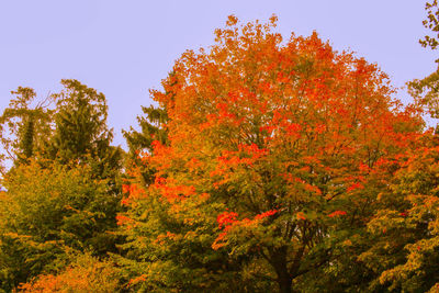 Low angle view of trees