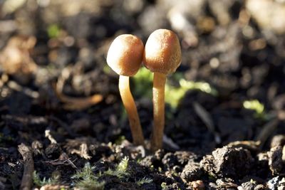 Close-up of mushrooms on field