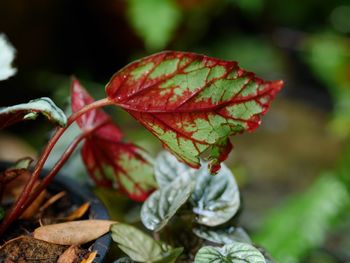 Close-up of red leaves