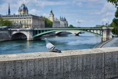View of seagull on retaining wall