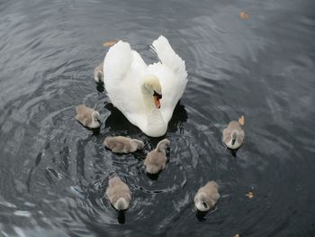 High angle view of swans swimming in lake