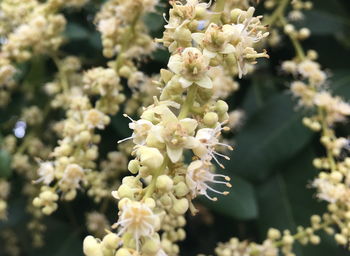 Close-up of white flowering plant