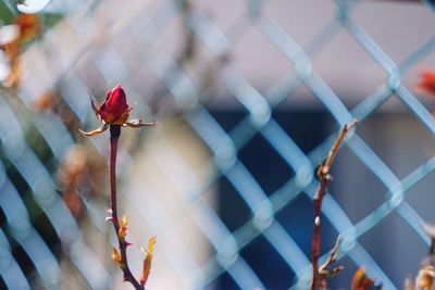 Close-up of red flower against blurred background