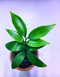 High angle view of leaves against white background