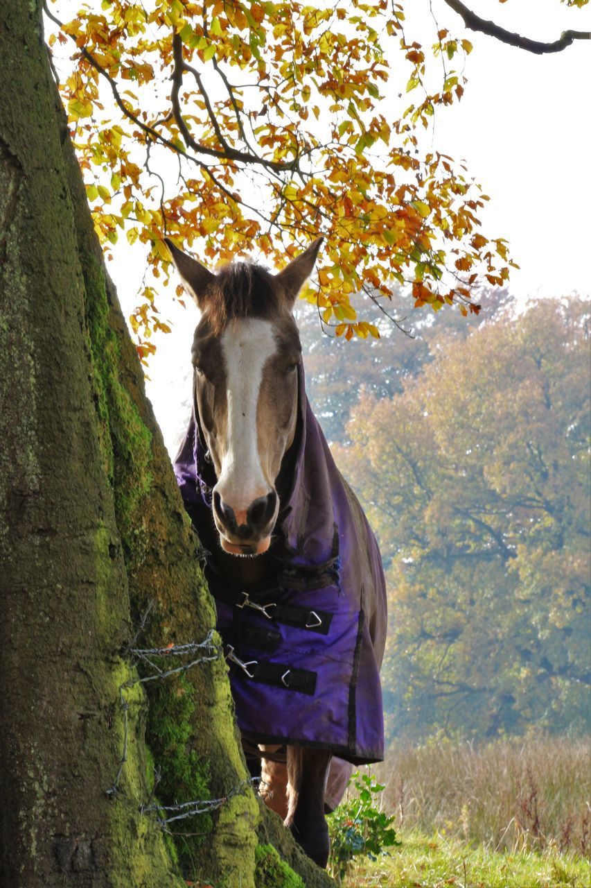 PORTRAIT OF HORSE ON TREE