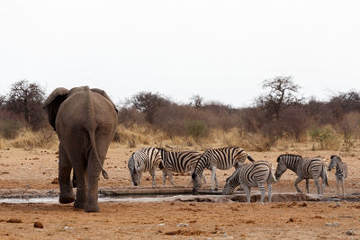 Zebra crossing in field against clear sky