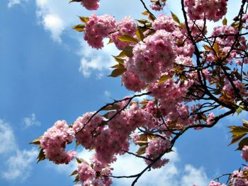 Low angle view of pink cherry blossom tree