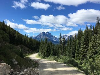 Road amidst trees against sky