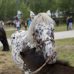 Close-up of a horse