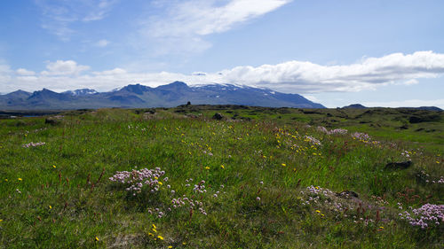 Scenic view of grassy field against sky