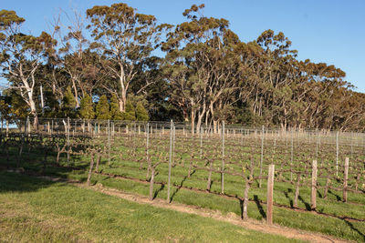 Trees growing on field against sky