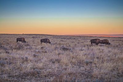 Bison grazing on grassy landscape against sky during sunset