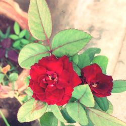 Close-up of red flowers