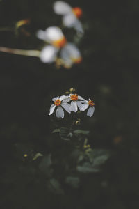 Close-up of butterfly on flower