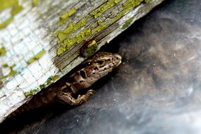 Close-up of lizard on leaf