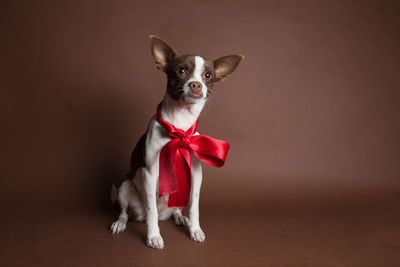 Dog against brown background