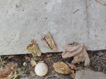 High angle view of abandoned leaf