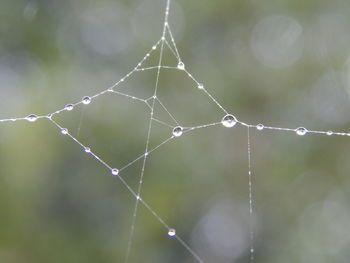 Close-up of water drops on spider web