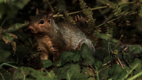 Close-up of squirrel