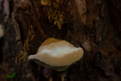 Close-up of a mushrooms