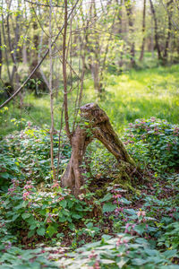 Close-up of lizard on tree in forest