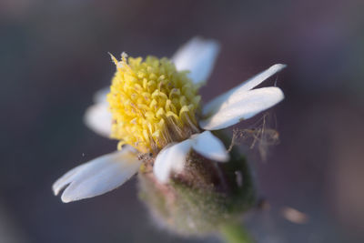 Close-up of yellow flower