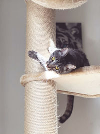 Cat sitting on wood