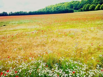 Yellow flowers growing in field