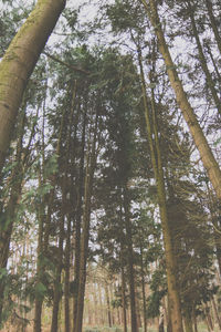 Low angle view of trees in forest