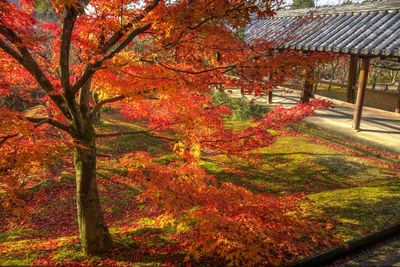 Trees in park during autumn