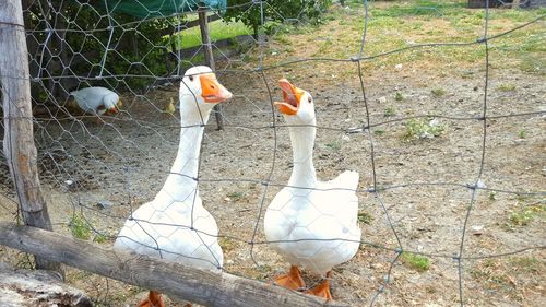 White swan on ground