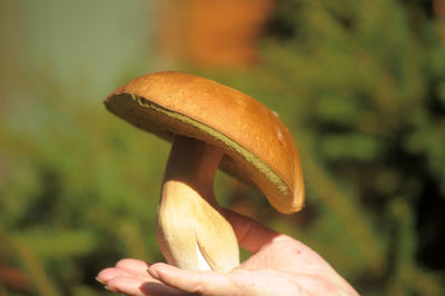 Close-up of hand holding mushroom