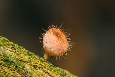 Close-up of plant against tree trunk