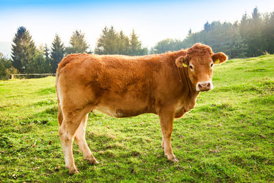 Cow standing in a field