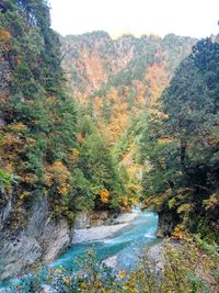 Scenic view of river amidst trees in forest