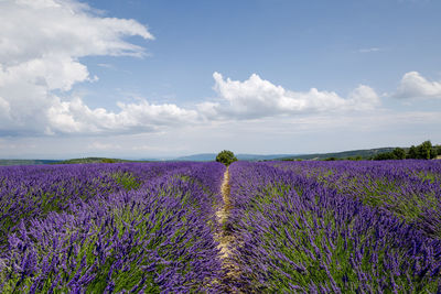 Purple flowering lavender plants on field against sky