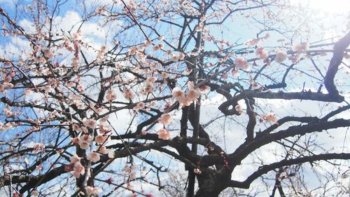 Low angle view of bare tree against sky