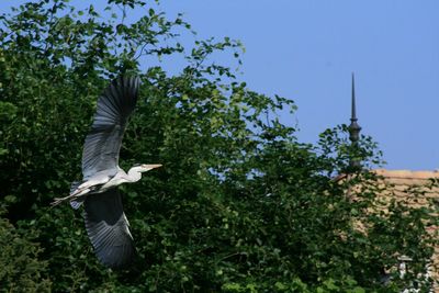 View of a bird flying