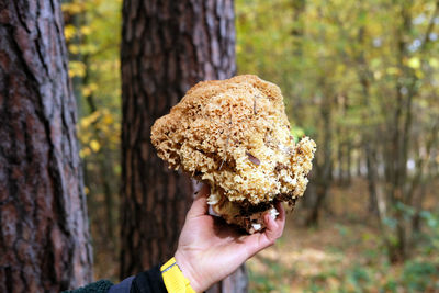 Cropped hand of woman holding pine cone in forest