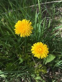 Close-up of yellow flowers blooming on field