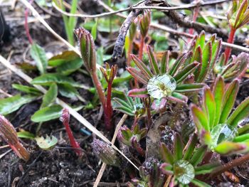 Close-up of plants growing on land