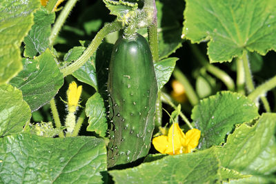 Close-up of wet plant