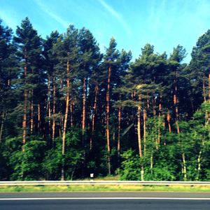 Road passing through forest