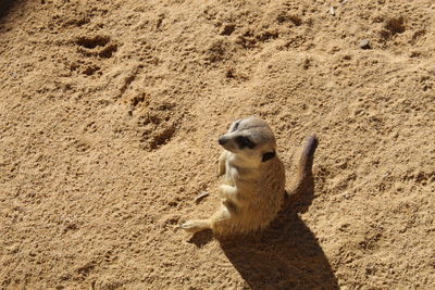 Meerkat on sand
